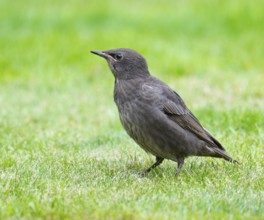 Starling (Sturnus vulgaris), young bird standing on a lawn in the garden, Lower Saxony, Germany,