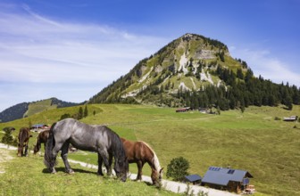 Horses on the Genneralm with Holzeck, Osterhorn group, Salzkammergut, Salzburg province, Austria,