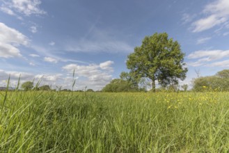 A large tree stands in a field of grass. The sky is clear and blue, with a few clouds scattered