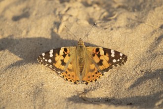 Painted lady butterfly (Vanessa cardui) adult insect resting on a sandy beach in summer, England,