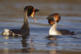 Great crested grebe (Podiceps cristatus) two adult birds performing their courtship love display on