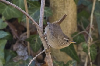 A wren (Troglodytes troglodytes) climbing on a branch, embedded in green foliage, Hesse, Germany,