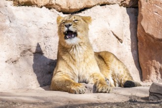 Asiatic lion (Panthera leo persica) on a sunny day in the dessert, captive, habitat in India