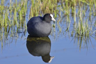Eurasian Coot (Fulica atra), swimming on the lake shore, with reflection, Lake Dümmer, Lower