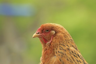 Domestic fowl (Gallus gallus)