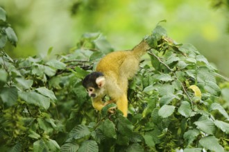 Common squirrel monkey (Saimiri sciureus) in a tree, captive, distribution South America