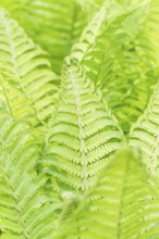 Bright green fern leaves in a botanical garden