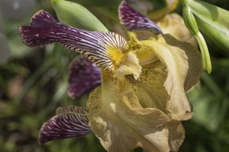 Beautiful multicolored iris flower bloom in the garden. Close up, fragility and summer concept