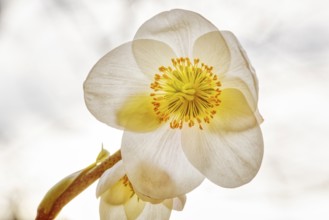 Close-up of a delicate white flower with a yellow centre, radiating a calm and natural beauty,