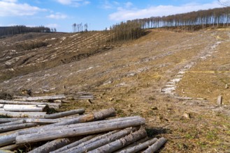 Cleared forest area north of the village of Öventrop, district of Arnsberg, dead spruce stands were