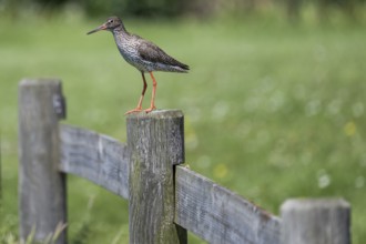 Common redshank (Tringa totanus) sitting on a fence post, Hallig Hooge, Wadden Sea,