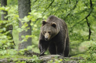 Eurasian brown bear (Ursus arctos arctos) in a forest, Bavarian Forest National Park