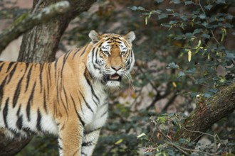 Portrait of a Siberian tiger or Amur tiger (Panthera tigris altaica) in late summer, captive