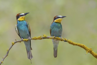 Bee-eater (Merops apiaster) pair sitting on a branch, wildlife, courtship display, Lake Neusiedl