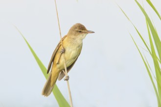 Great Reed Warbler (Acrocephalus arundinaceus), male on thin reed stem, light background, wildlife,