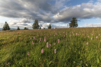 Common Bistorte (Bistorta officinalis) in a high altitude meadow. champ du feu, bas rhin, alsace,