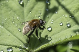 Bumblebee hoverfly (Volucella bombylans), Emsland, Lower Saxony, Germany, Europe
