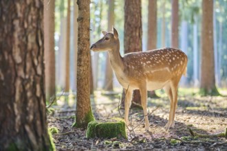 European fallow deer (Dama dama) doe in a forest, Bavaria, Germany, Europe