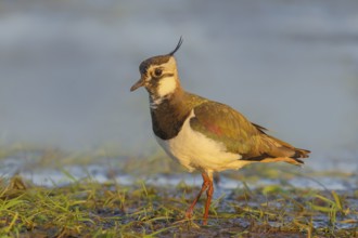 Northern lapwing (Vanellus vanellus), female in a wet meadow, morning light, Dümmer, lake,