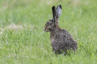 European hare (Lepus europaeus), Emsland, Lower Saxony, Germany, Europe