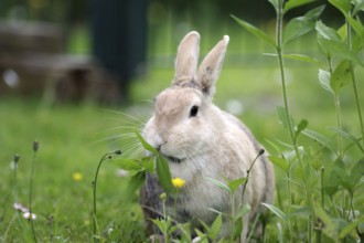 Rabbit (Oryctolagus cuniculus domestica), rabbit, leaves, eating, outdoors, portrait of cute rabbit