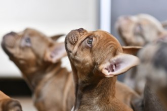 Isabella Sable French Bulldog dog puppy
