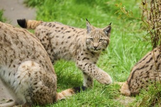 Eurasian lynx (Lynx lynx) cub, standing on a meadow, Bavaria, Germany, Europe