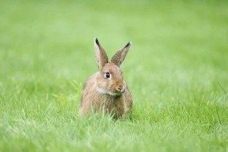 Domesticated rabbit (Oryctolagus cuniculus domesticus) on a meadow, Franconia, Bavaria, Germany,