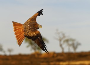 Red kite (Milvus milvus), flight, Pyrenees, Spain, Europe