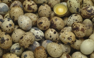 Food, quail eggs, cracked quail egg, Coturnix coturnix