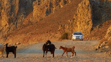 Goats standing on a rocky path, a car in the background under golden sunlight, sheep (e) or goat