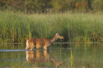 Red deer (Cervus elaphus), water, sun, reeds, Lower Austria