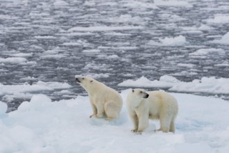 Polar bears (Ursus maritimus) on the pack ice at 82 degrees north on an ice floe, mother with cubs,