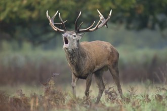 Red deer (Cervus elaphus) adult male stag roaring during the rutting season in autumn, England,