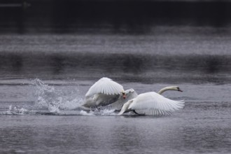 Two swans in a dynamic chase over water, Mute Swan, (cygnus olor), wildlife, Germany, Europe