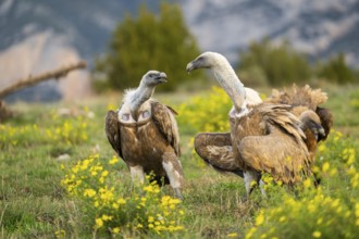 Griffon Vultures (Gyps fulvus) fighting on a flowering meadow in autumn, Pyrenees, Catalonia,