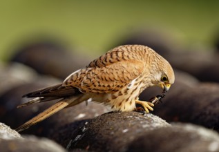 Female lesser kestrel (Falco naumanni) with captured cricket, ERxtremadura Spain