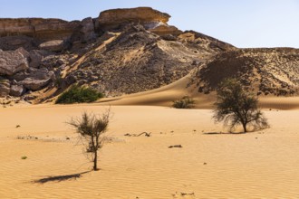 Striking rocks surrounded by windswept sand structures, sparse vegetation, Huqf stone desert,