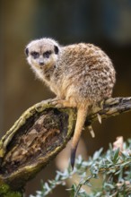 Meerkat (Suricata suricatta) standing sweet and curious in the desert, captive, occurrence Africa