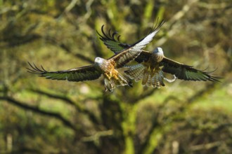 Red Kite, Milvus milvus, bird in flight