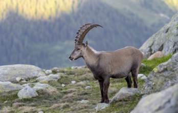 Alpine ibex (Capra ibex), adult male, Mont Blanc massif, Chamonix, France, Europe