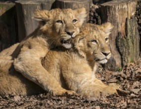 Asiatic Lion (Panthera leo persica), two cubs at play, occurring in India, captive