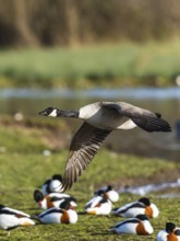 Canada Goose, Branta canadensis bird in flight over winter Marshes, Devon, England, United Kingdom,