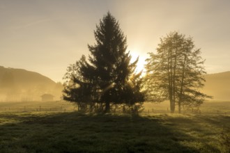 Two trees stand in a meadow in the sunrise with light fog, the sun shines peacefully through the