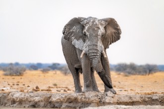 African elephant (Loxodonta africana), adult male, drinking at a waterhole, Nxai Pan National Park,