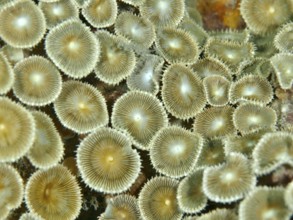 Close-up of crust anemone (Palythoa vestitus) showing a fascinating textured surface, dive site