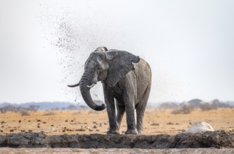 African elephant (Loxodonta africana), bathing at a waterhole, spraying water from its trunk, Nxai