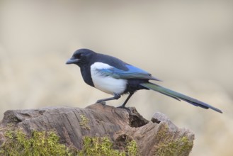 Magpie, (Pica pica) sitting on a tree stump, with contrasting blue, black and white feathers,