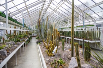Botanical Garden, greenhouse with cacti and succulents, Zurich Succulent Collection, Switzerland,