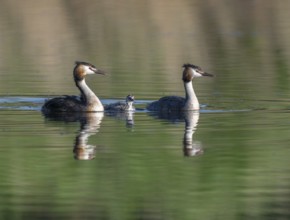 Great Crested Grebe (Podiceps Scalloped ribbonfish), two adults and juvenile swimming on a pond,